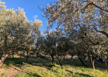 Agricultural land Contrada Salietto, Via Salietto, hamlet Salietto, Isernia - photo 23