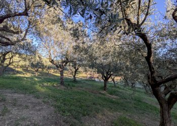 Agricultural land Contrada Salietto, Via Salietto, hamlet Salietto, Isernia - photo 24