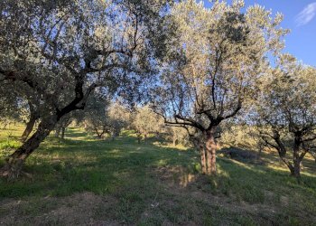 Agricultural land Contrada Salietto, Via Salietto, hamlet Salietto, Isernia - photo 25