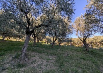 Agricultural land Contrada Salietto, Via Salietto, hamlet Salietto, Isernia - photo 29