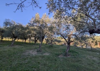 Agricultural land Contrada Salietto, Via Salietto, hamlet Salietto, Isernia - photo 32