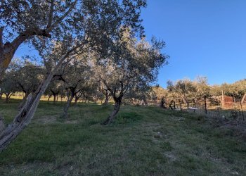 Agricultural land Contrada Salietto, Via Salietto, hamlet Salietto, Isernia - photo 34