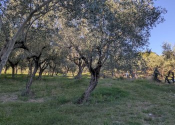 Agricultural land Contrada Salietto, Via Salietto, hamlet Salietto, Isernia - photo 35