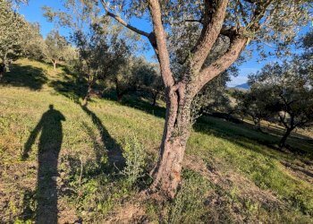 Agricultural land Contrada Salietto, Via Salietto, hamlet Salietto, Isernia - photo 38