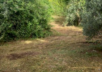 IMG-20260302-WA0017.jpg - Terreno agricolo Via Giulio Roncacci 1, Morlupo - foto 3