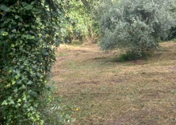 IMG-20260302-WA0022.jpg - Terreno agricolo Via Giulio Roncacci 1, Morlupo - foto 8