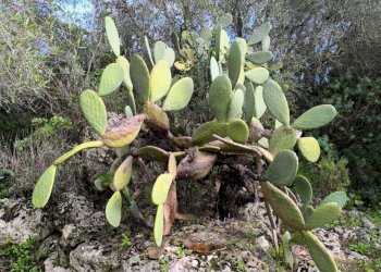 IMG-20251110-WA0057.jpg - Villa Strada Vicinale Li Curuneddi Tronco B, Sassari - photo 22