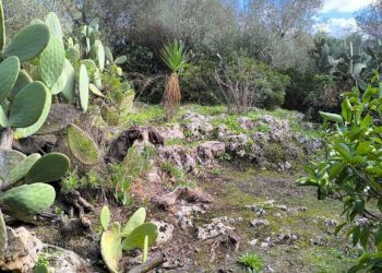 IMG-20251110-WA0058.jpg - Villa Strada Vicinale Li Curuneddi Tronco B, Sassari - photo 23