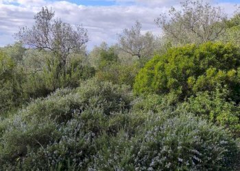 IMG-20251110-WA0059.jpg - Villa Strada Vicinale Li Curuneddi Tronco B, Sassari - photo 24