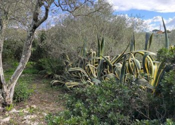 IMG-20251110-WA0060.jpg - Villa Strada Vicinale Li Curuneddi Tronco B, Sassari - photo 25