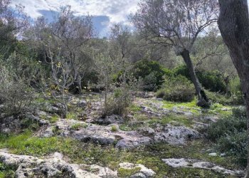 IMG-20251110-WA0062.jpg - Villa Strada Vicinale Li Curuneddi Tronco B, Sassari - photo 27