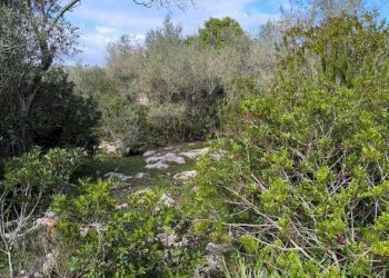 IMG-20251110-WA0063.jpg - Villa Strada Vicinale Li Curuneddi Tronco B, Sassari - photo 28