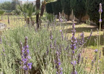 Villa Ribera, Ribera - foto 6