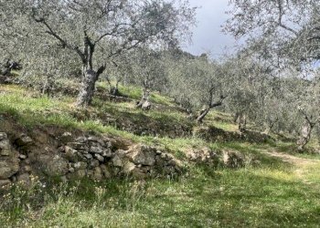 Villa Dolceacqua - photo 15