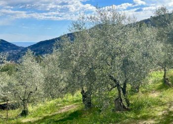 Villa Dolceacqua - photo 16