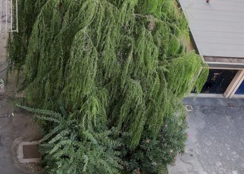 Cortile - Three-room apartment via Stelvio, 8, Torino (neighborhood Pozzo Strada) - photo 16