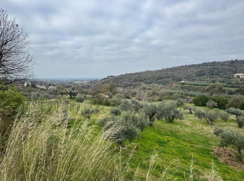 Terreno agricolo Sessa Aurunca - foto 2