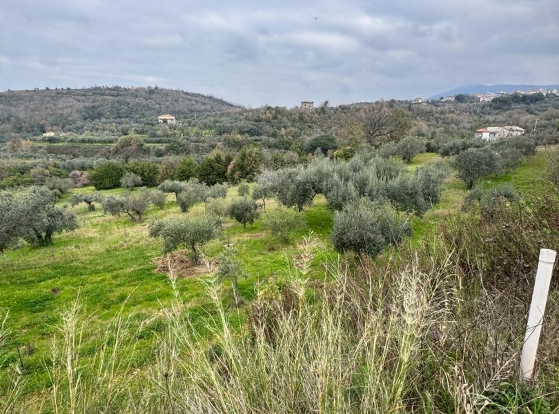 Terreno agricolo Sessa Aurunca - foto 3