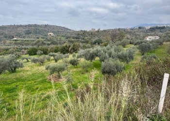 Terreno agricolo Sessa Aurunca - foto 3