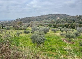 Terreno agricolo Sessa Aurunca - foto 4