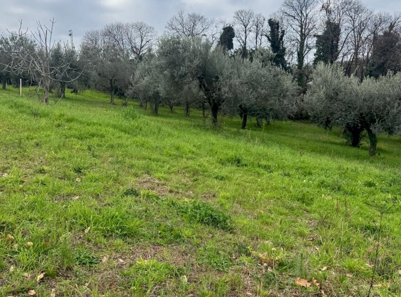 Terreno agricolo Sessa Aurunca - foto 2