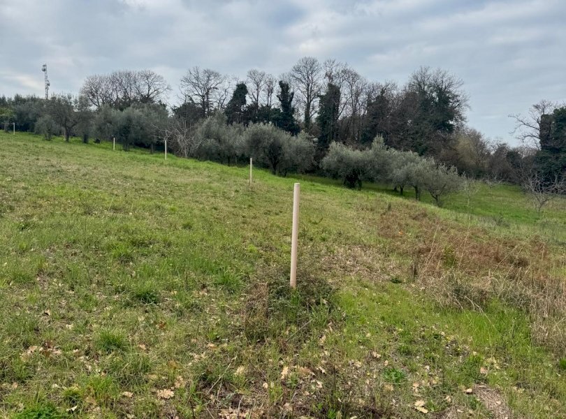 Terreno agricolo Sessa Aurunca - foto 3