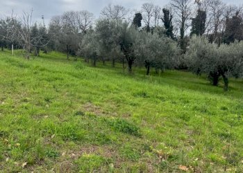 Terreno agricolo Sessa Aurunca - foto 2