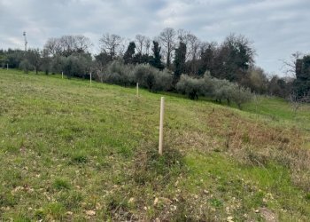 Terreno agricolo Sessa Aurunca - foto 3