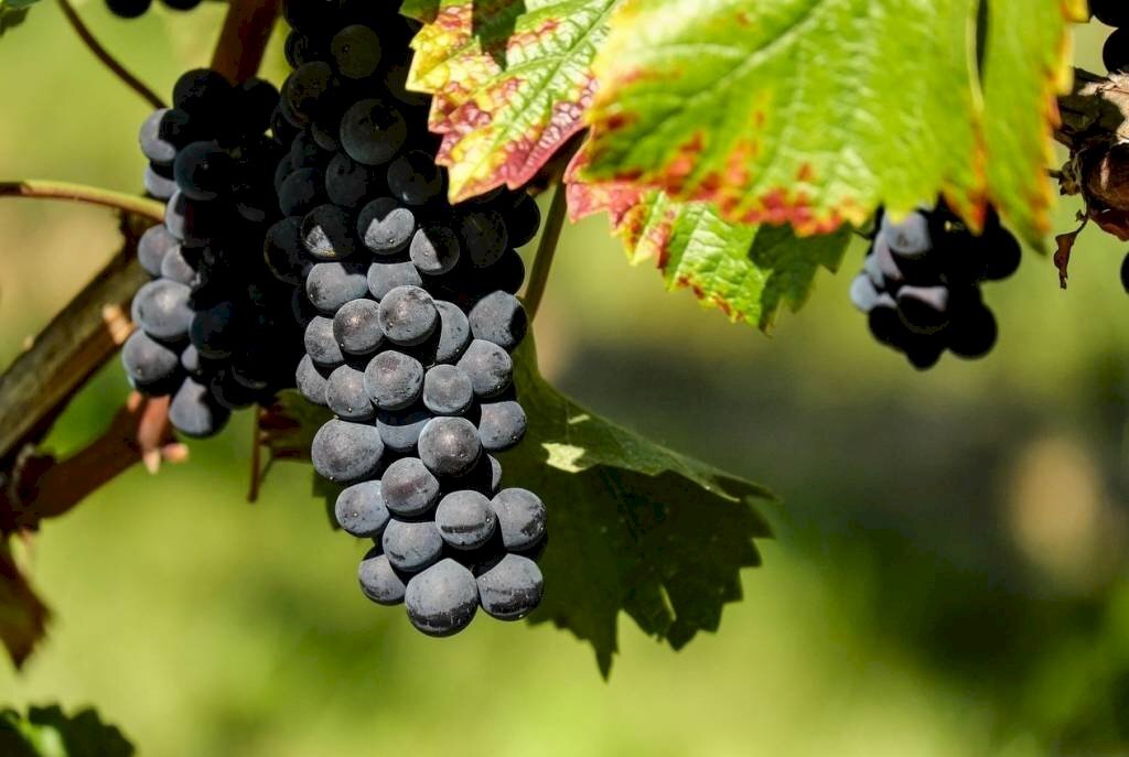 Rustico Alice Bel Colle - foto 2