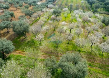 viste - Casale Contrada Terranova, Monopoli - foto 6