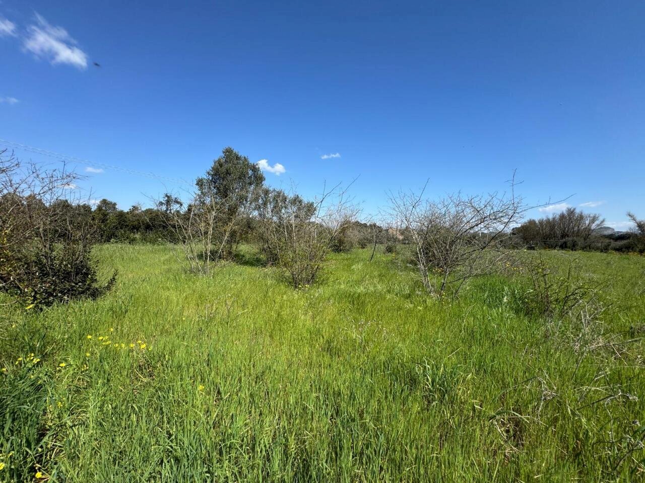 1.jpeg - Terreno agricolo San Sperate - foto 1