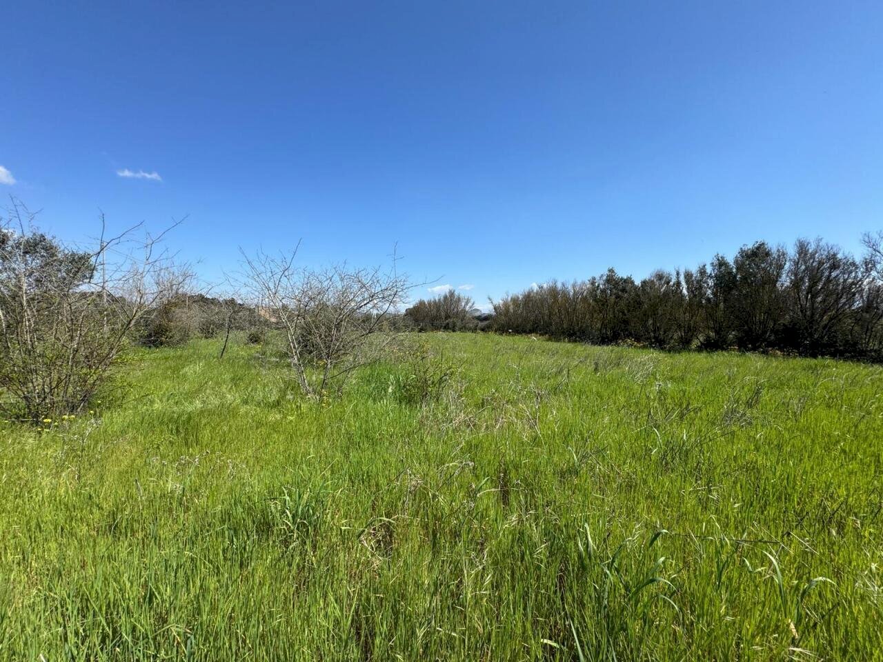 2.jpeg - Terreno agricolo San Sperate - foto 2