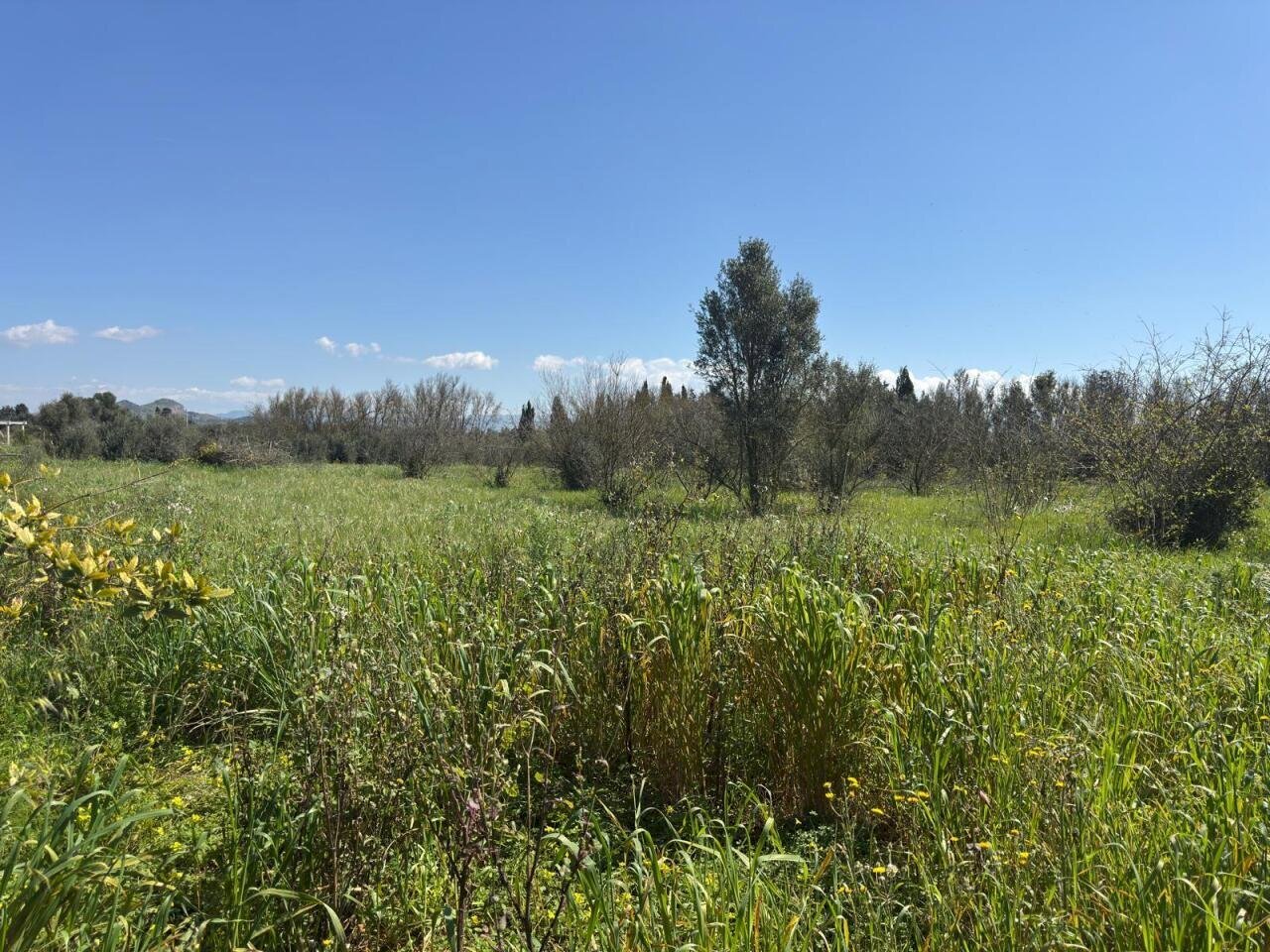 3.jpeg - Terreno agricolo San Sperate - foto 3