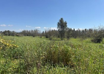 3.jpeg - Terreno agricolo San Sperate - foto 3