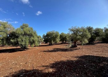 WhatsApp Image 2025-09-29 at 10.46.29 (3).jpeg - Casa indipendente contrada casalini snc, Ostuni - foto 17