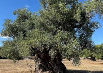 WhatsApp Image 2025-09-29 at 10.46.29 (2).jpeg - Casa indipendente contrada casalini snc, Ostuni - foto 18