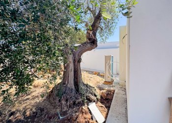 WhatsApp Image 2025-09-06 at 13.06.35.jpg - Casa indipendente Contrada Rosaraontrada zingariello snc, Ostuni - foto 23