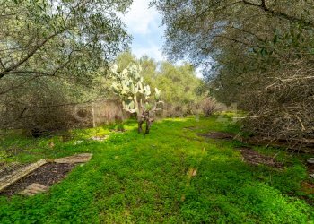 Terreno Vaccarizzo (12).jpg - Agricultural land Contrada Vaccarizzo, Catania - photo 9