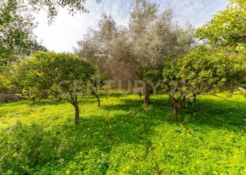 Terreno Vaccarizzo (19).jpg - Agricultural land Contrada Vaccarizzo, Catania - photo 16