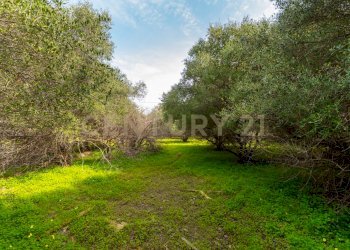 Terreno Vaccarizzo (23).jpg - Agricultural land Contrada Vaccarizzo, Catania - photo 20