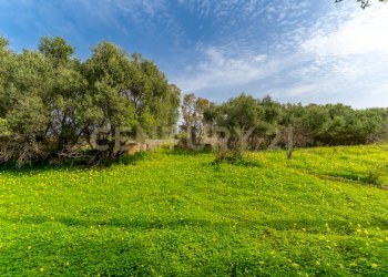 Terreno Vaccarizzo (30).jpg - Agricultural land Contrada Vaccarizzo, Catania - photo 27