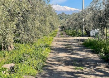 WhatsApp Image 2026-03-04 at 16.59.21 (1).jpeg - Agricultural land contrada agnelleria, Belpasso - photo 6