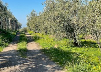 WhatsApp Image 2026-03-04 at 16.59.21.jpeg - Agricultural land contrada agnelleria, Belpasso - photo 10