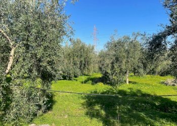 WhatsApp Image 2026-03-04 at 16.59.22 (1).jpeg - Agricultural land contrada agnelleria, Belpasso - photo 11