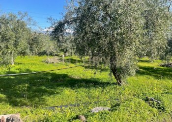 WhatsApp Image 2026-03-04 at 16.59.22 (2).jpeg - Agricultural land contrada agnelleria, Belpasso - photo 12