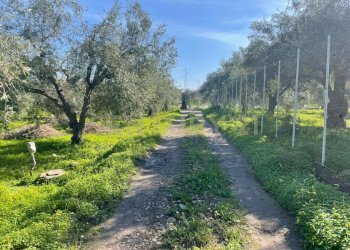 WhatsApp Image 2026-03-04 at 16.59.22.jpeg - Agricultural land contrada agnelleria, Belpasso - photo 13