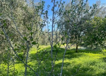 WhatsApp Image 2026-03-04 at 16.59.34.jpeg - Agricultural land contrada agnelleria, Belpasso - photo 14