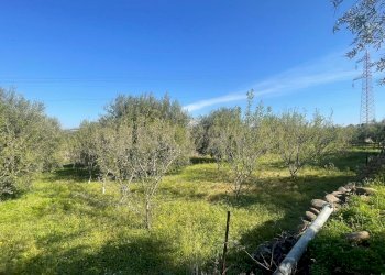 WhatsApp Image 2026-03-04 at 16.59.36 (3).jpeg - Agricultural land contrada agnelleria, Belpasso - photo 17