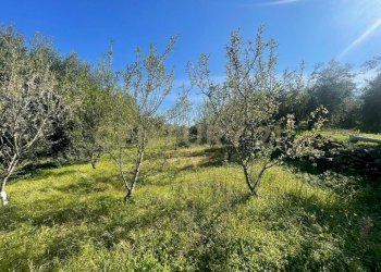 WhatsApp Image 2026-03-04 at 16.59.37 (1).jpeg - Agricultural land contrada agnelleria, Belpasso - photo 19