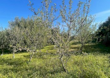 WhatsApp Image 2026-03-04 at 16.59.37.jpeg - Agricultural land contrada agnelleria, Belpasso - photo 22